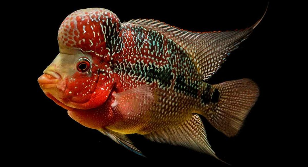 Flowerhorn Fish Is the Flowerhorn Cichlid Your New Fishy Friend?