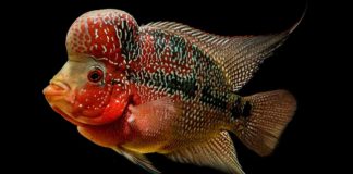 flowerhorn fish