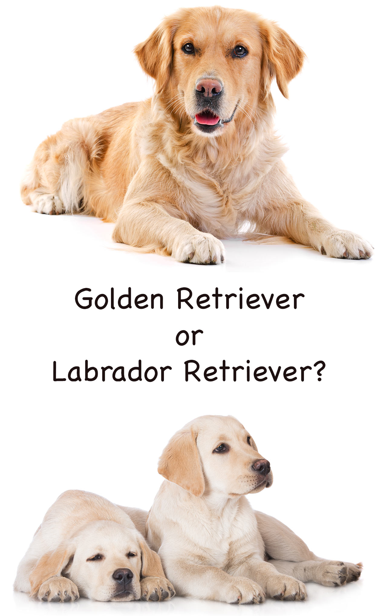 Golden Retriever vs Labrador - GolDen Retriever Vs Lab