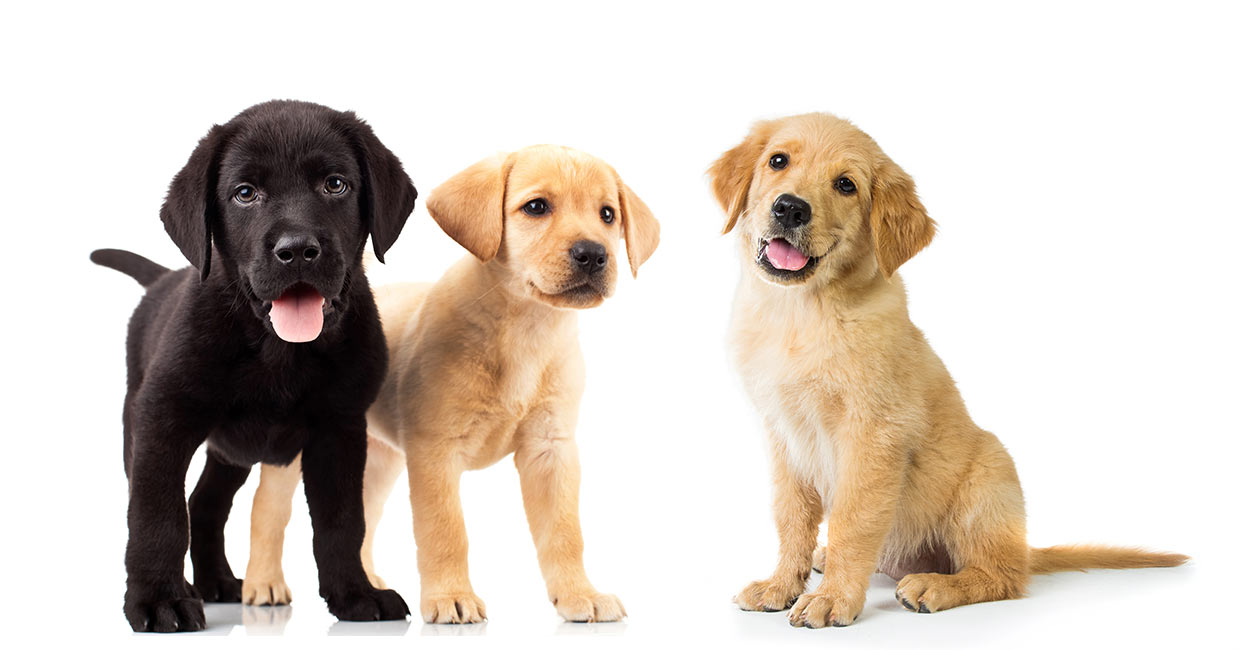 Golden Retriever Vs Labrador Two Of The Most Popular Dogs To Choose