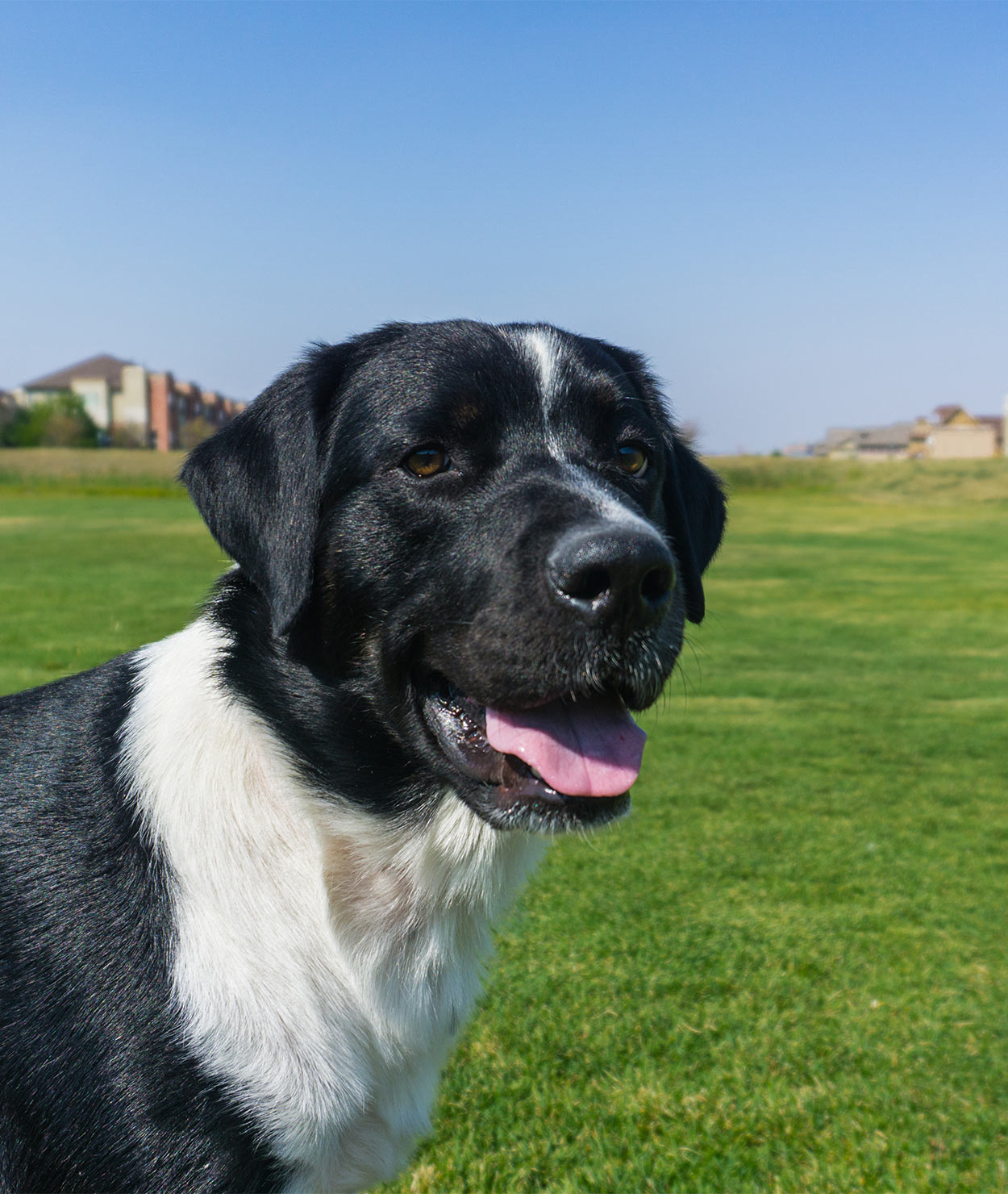 Bernese Mountain Dog Mix With Lab