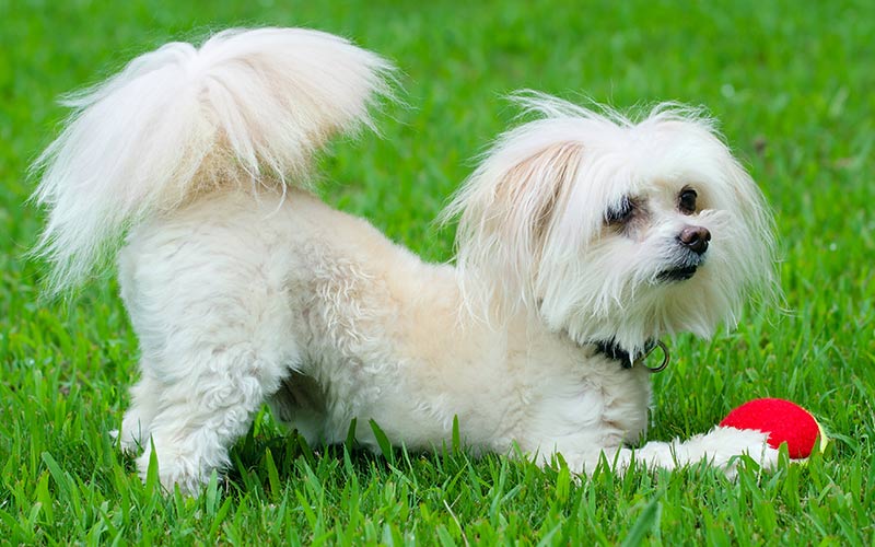 maltese dog mixed breeds