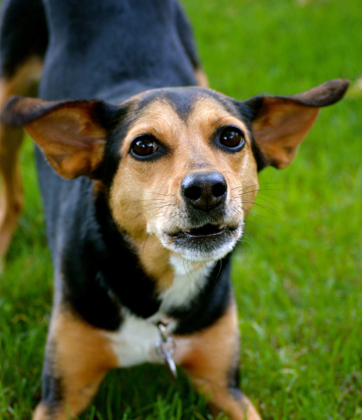 beagle doberman mix