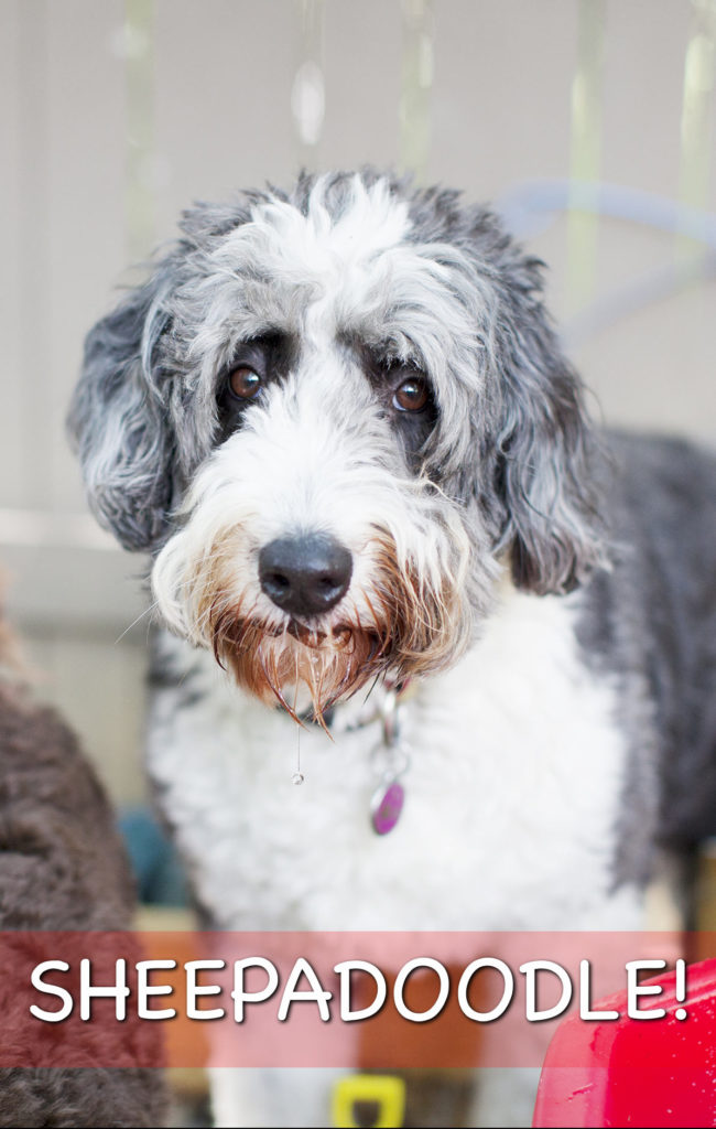 Sheepadoodle - The Result Of Mixing Poodles with Old English Sheepdogs