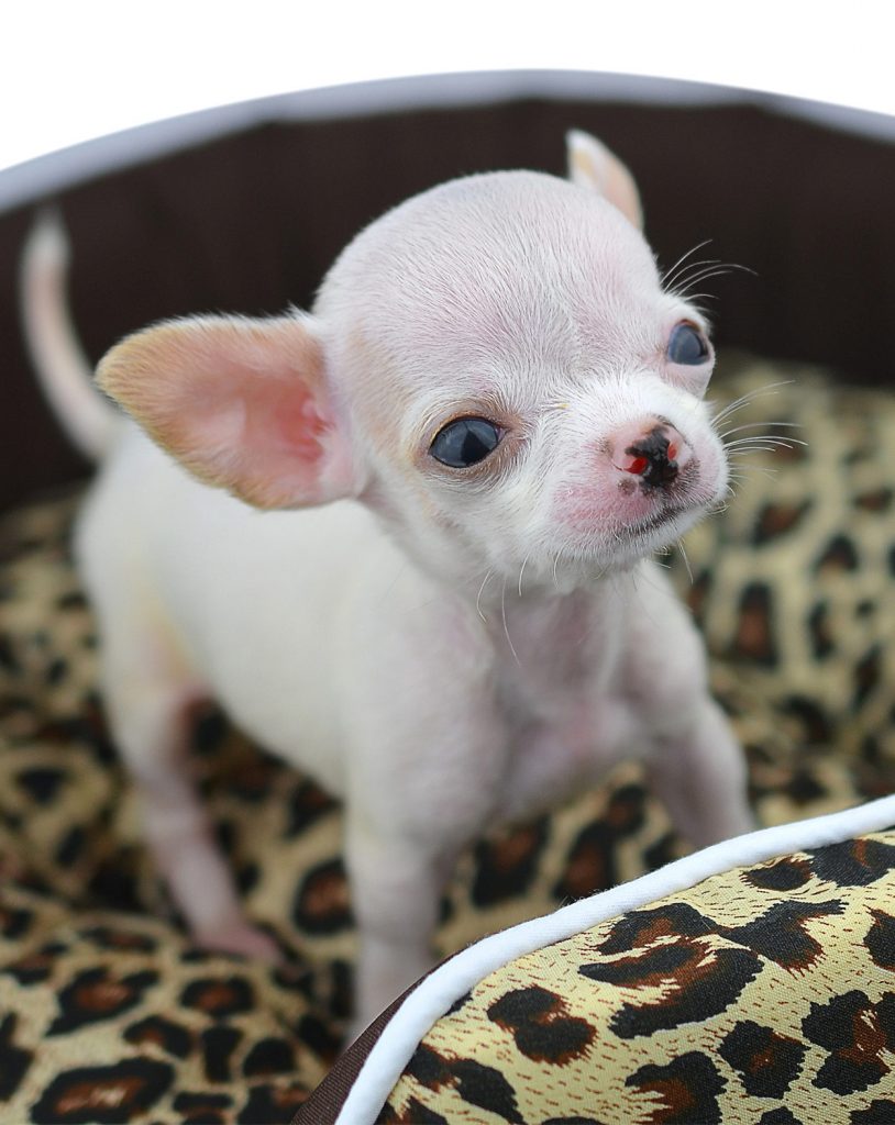 chihuahua toy puppy