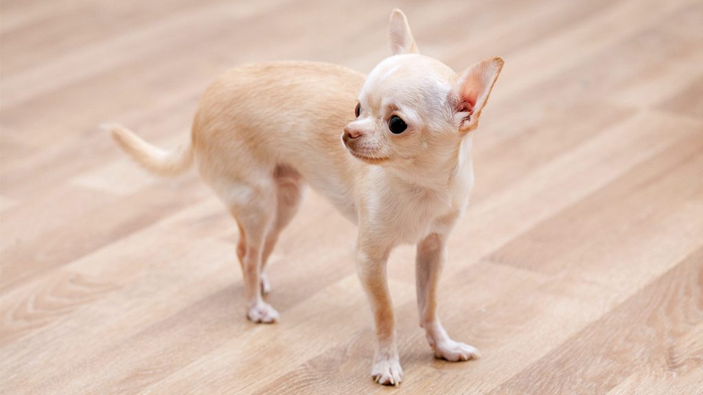 Teacup Chihuahua Is This Tiny Pup The Perfect Pet For You 