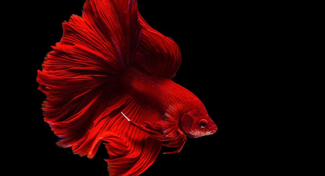 Betta Fish Names 140 Great Ways To Name Your Siamese Fighting Fish
