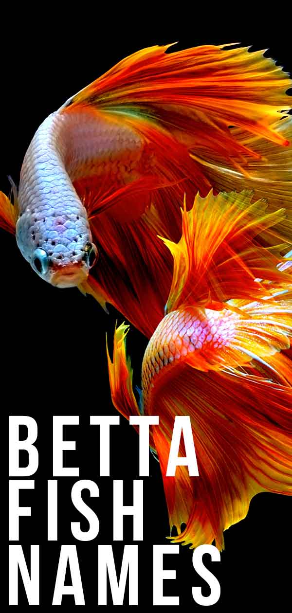 Betta fish names 