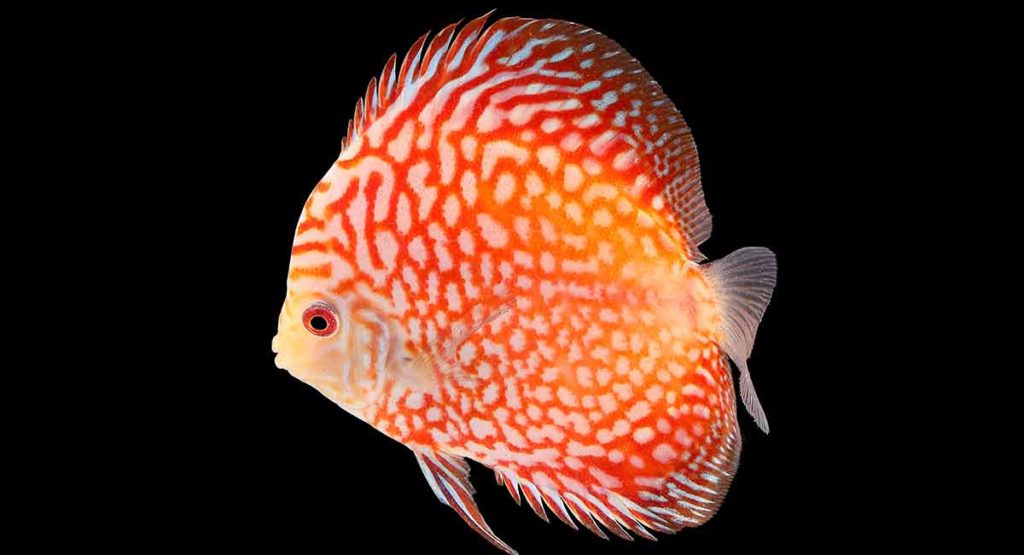 Cool Fish Names The Best Names For Funky, Fabulous Fish Owners