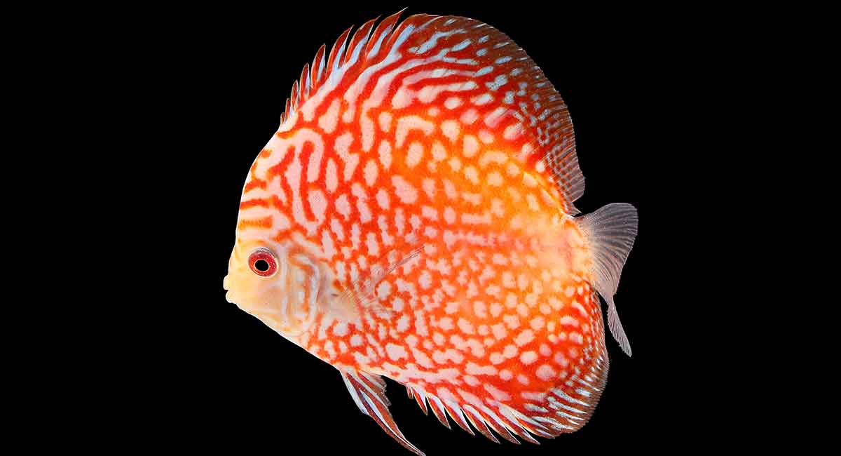 Cool Fish Names The Best Names For Funky Fabulous Fish Owners