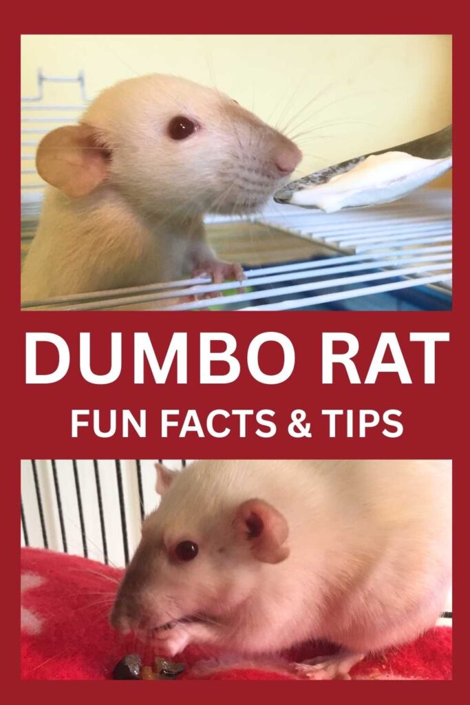 photos of white dumbo rats