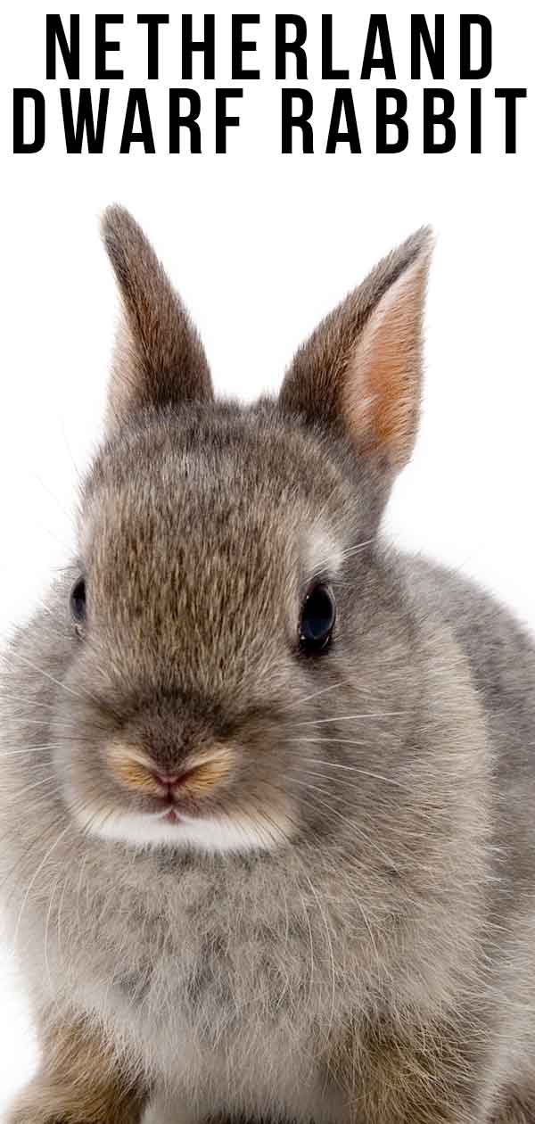 how to care for a netherland dwarf rabbit