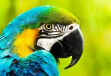 parrot names