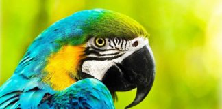 parrot names