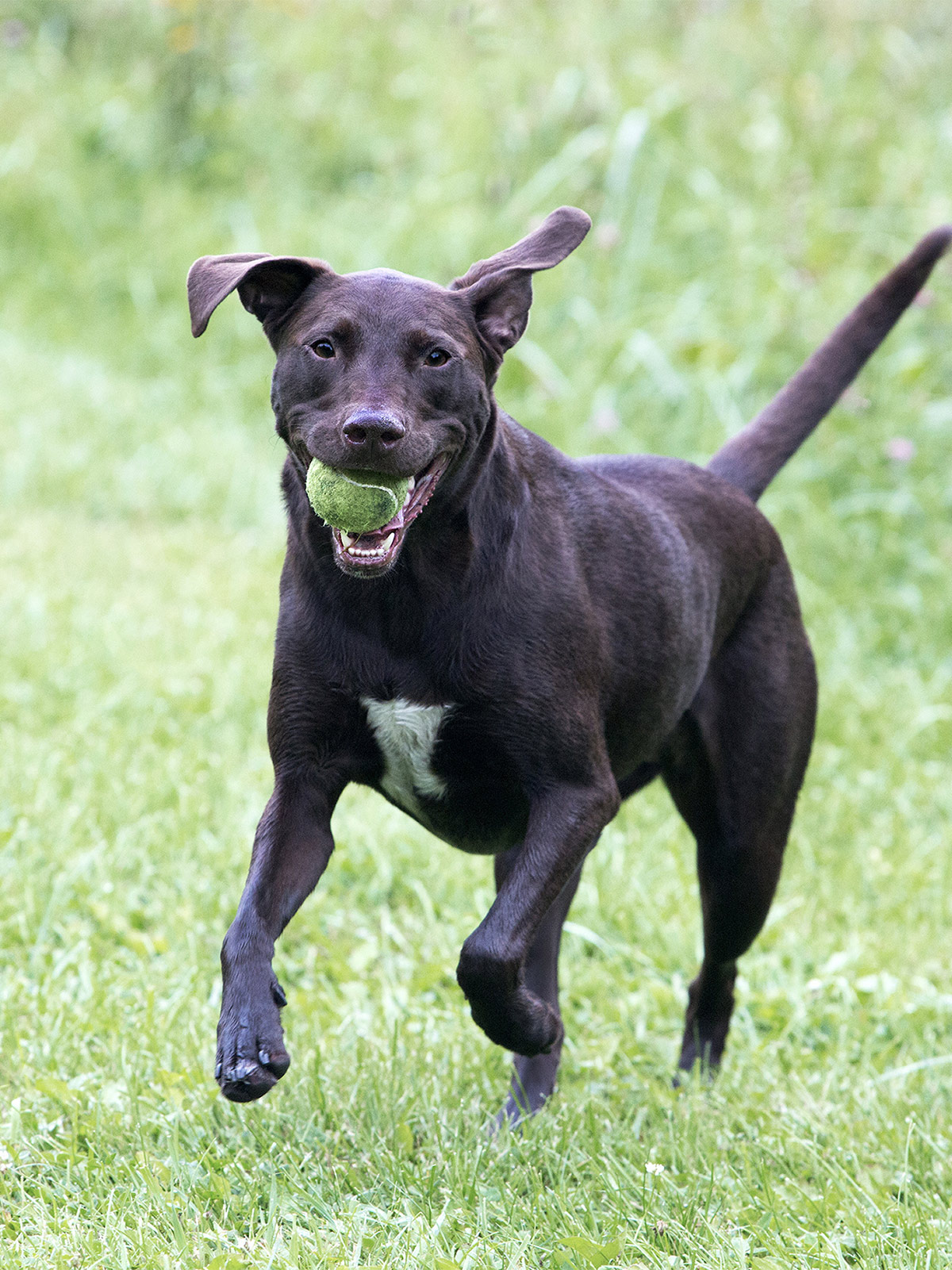 Does A Boxer Lab Mix Shed