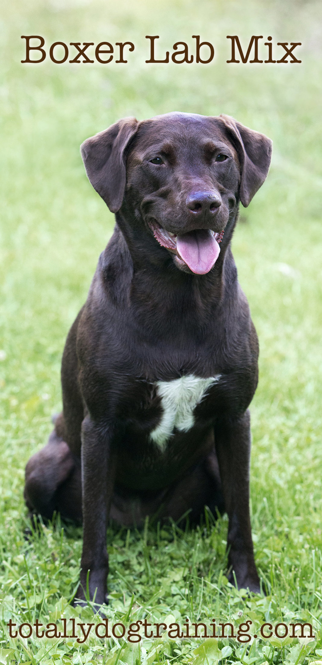 Boxer Lab Mix Looking at the Beautiful Boxador Puppy