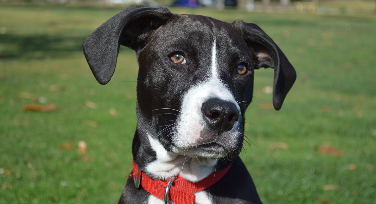 boxer lab retriever mix