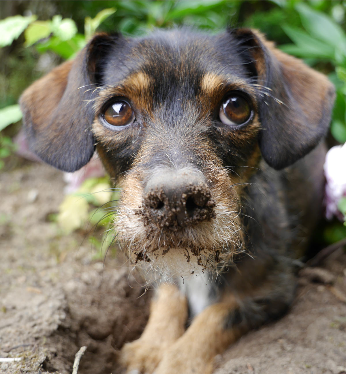 chiweenie schnauzer mix