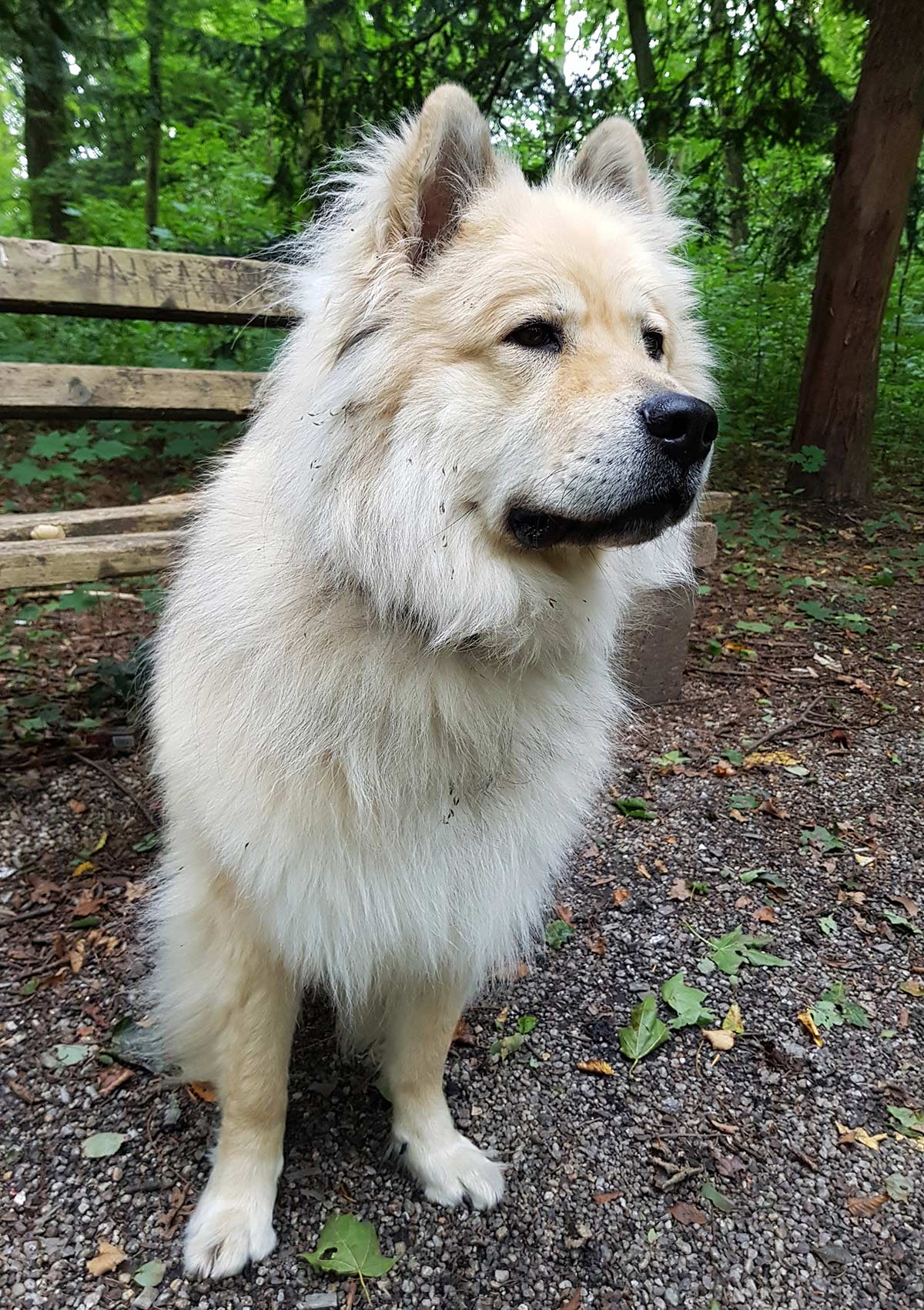 chow chow husky puppy