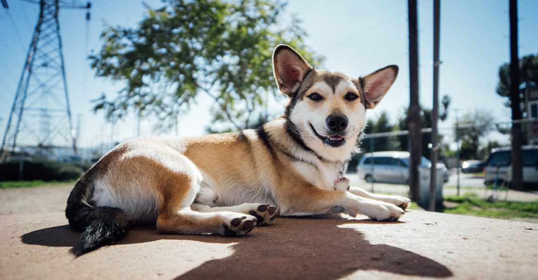 Corgi Husky Mix – One of the Cutest Corgi Mixes Out There