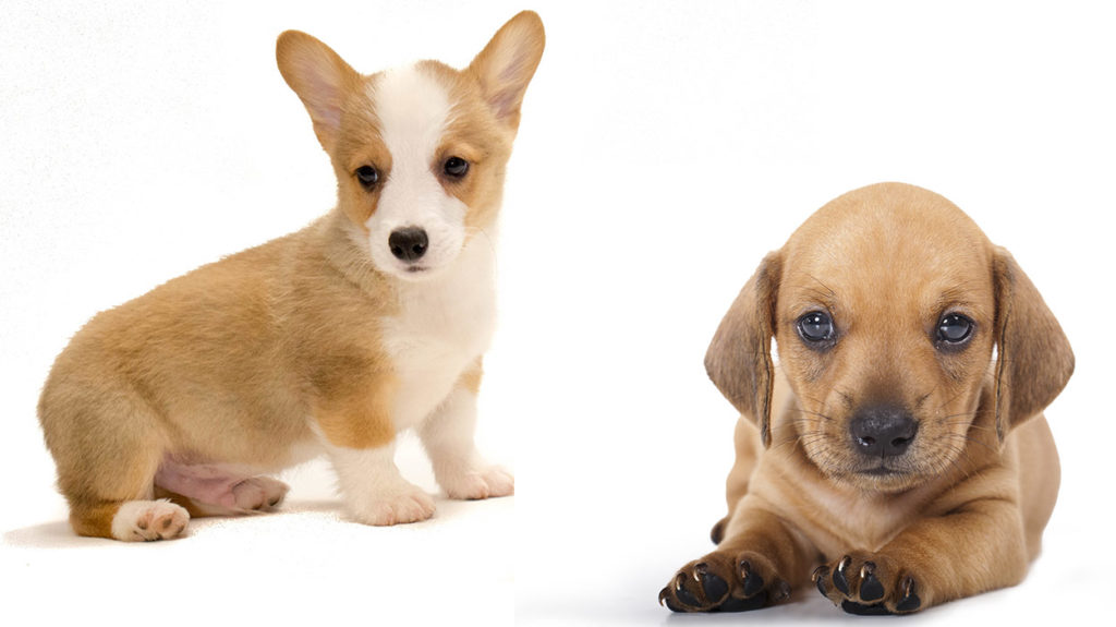 Dachshund Corgi Mix – Is This Tiny Pooch Your Perfect New Pet?