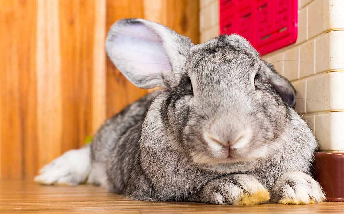 yellow continental giant rabbits