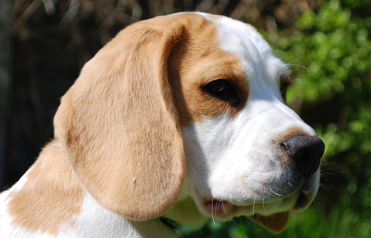 white beagle