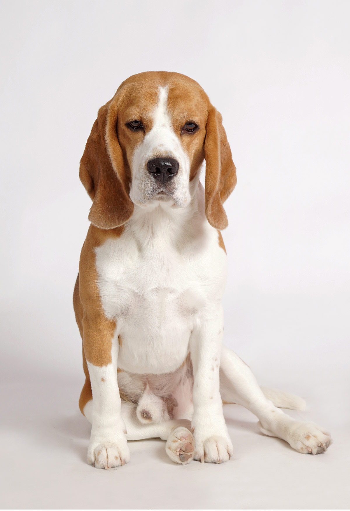 lemon beagle mix