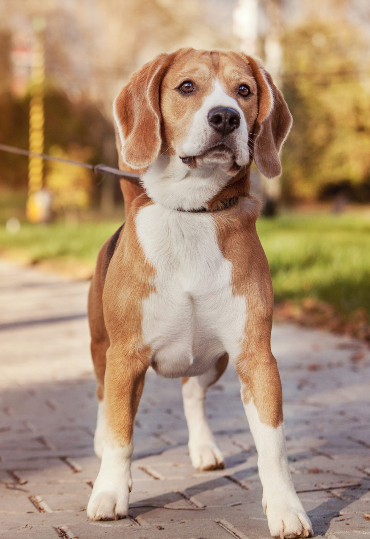 are lemon beagles rare