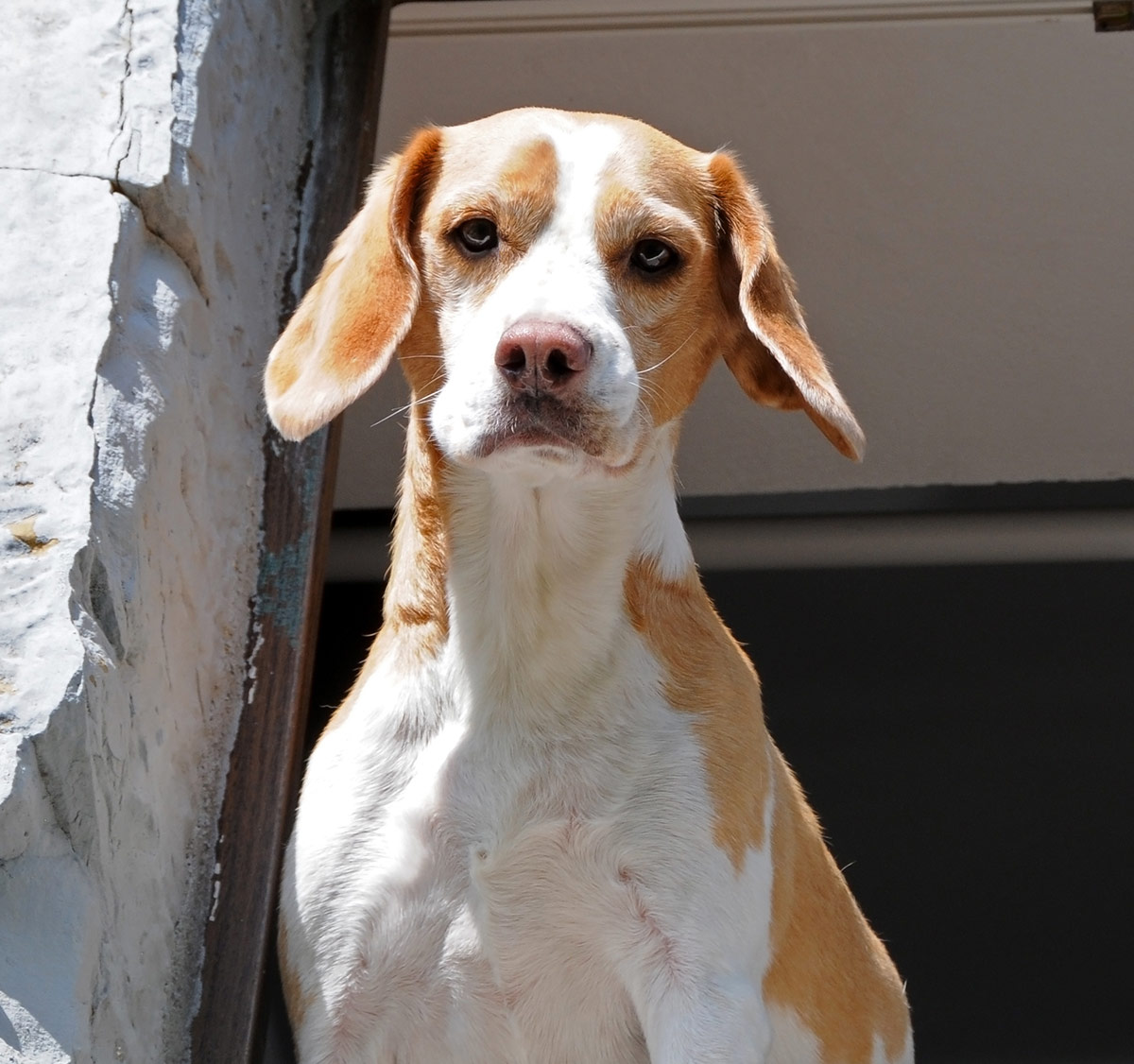 lemon beagle mix