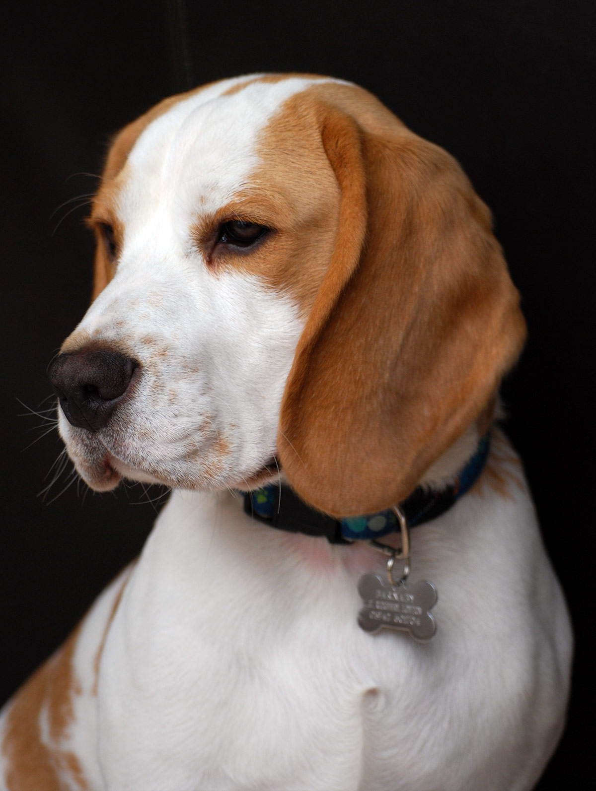 albino beagle