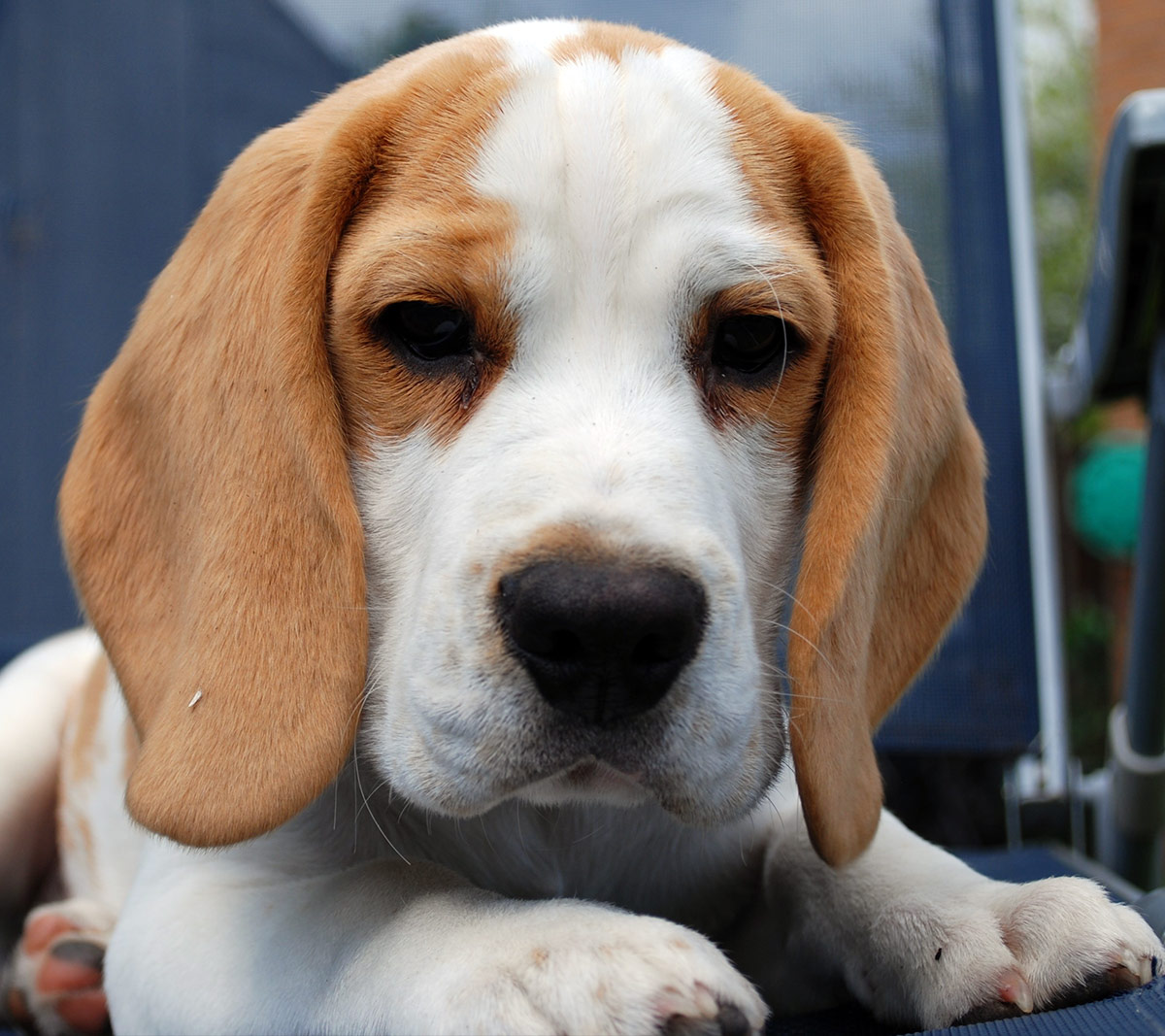 are white and lemon beagles rare