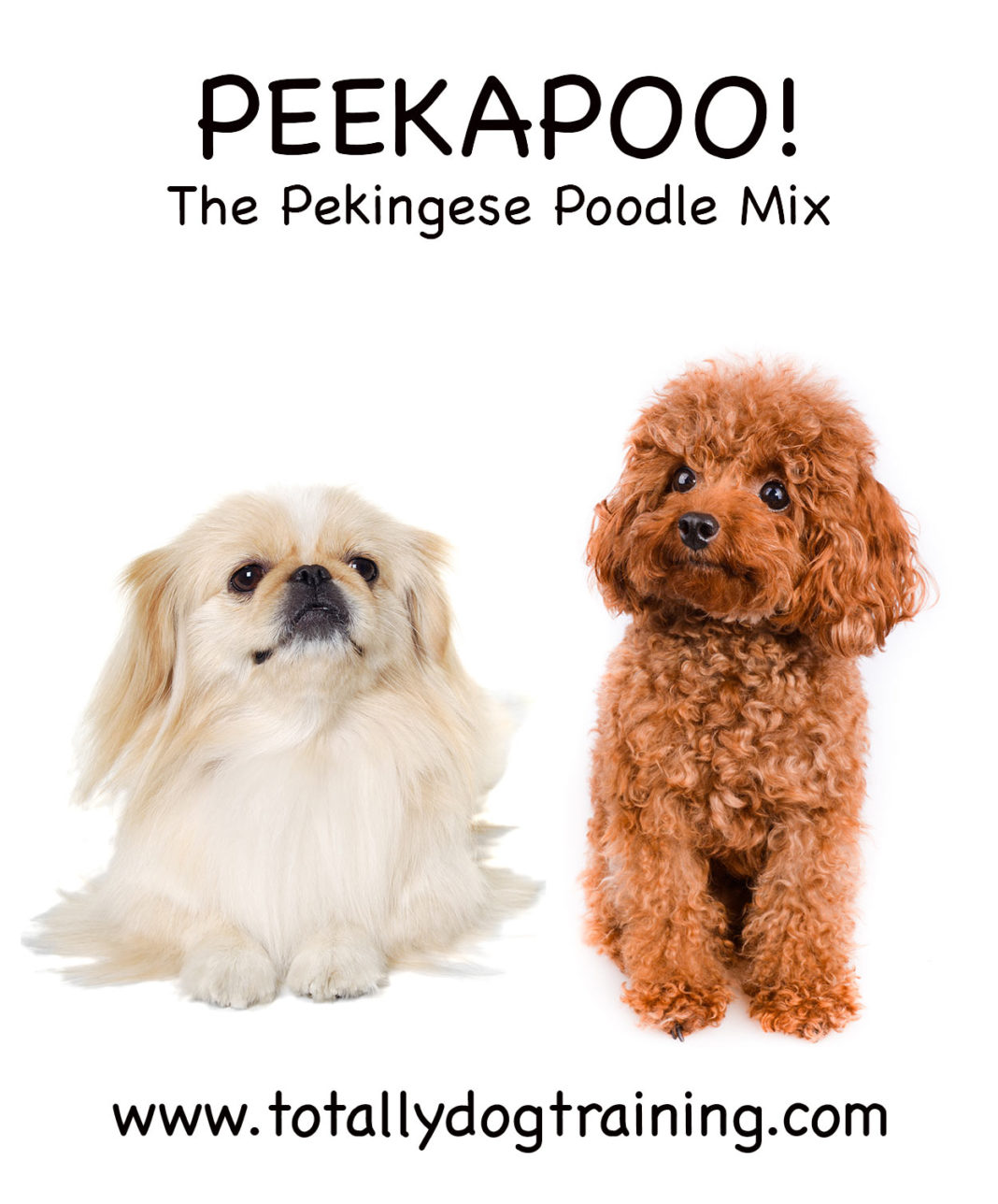 peekapoo stuffed animal