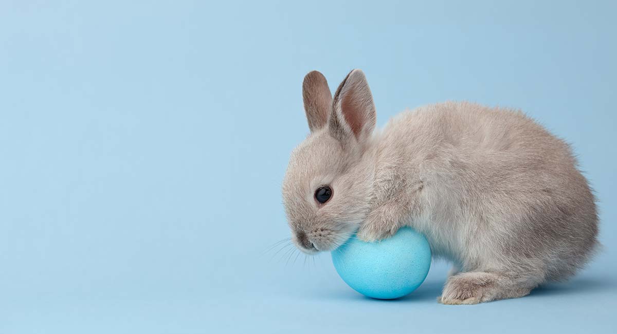 cute fat rabbits