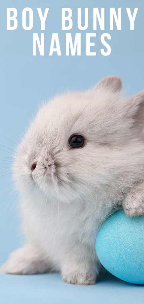 boy-bunny-names-200-brilliant-ways-to-name-your-male-rabbit