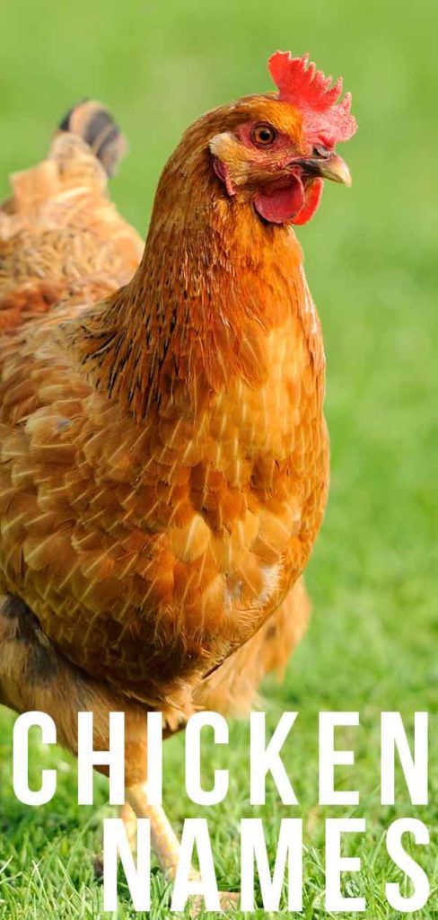 Chicken Names 220 Adorable Ideas For Naming Perfect Poultry