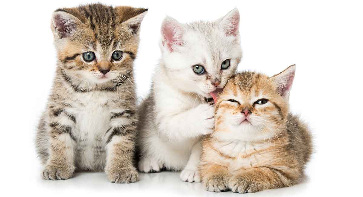 Cute Cat Names - 250 Adorable Ideas For Your Pretty Kitty