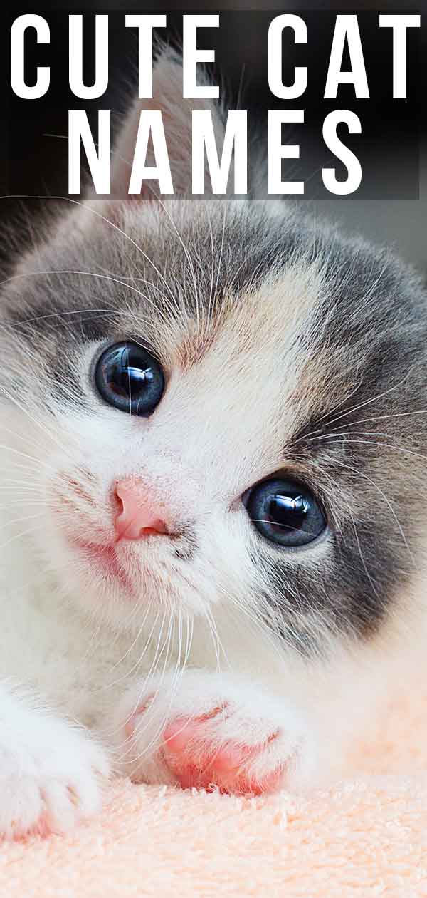 Top 100 Cats Cute Names For Your Adorable Feline Friends