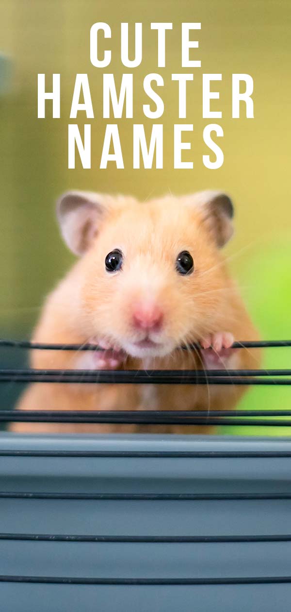 Cute Hamster Names - 300 Adorable Names For Fluffy Friends