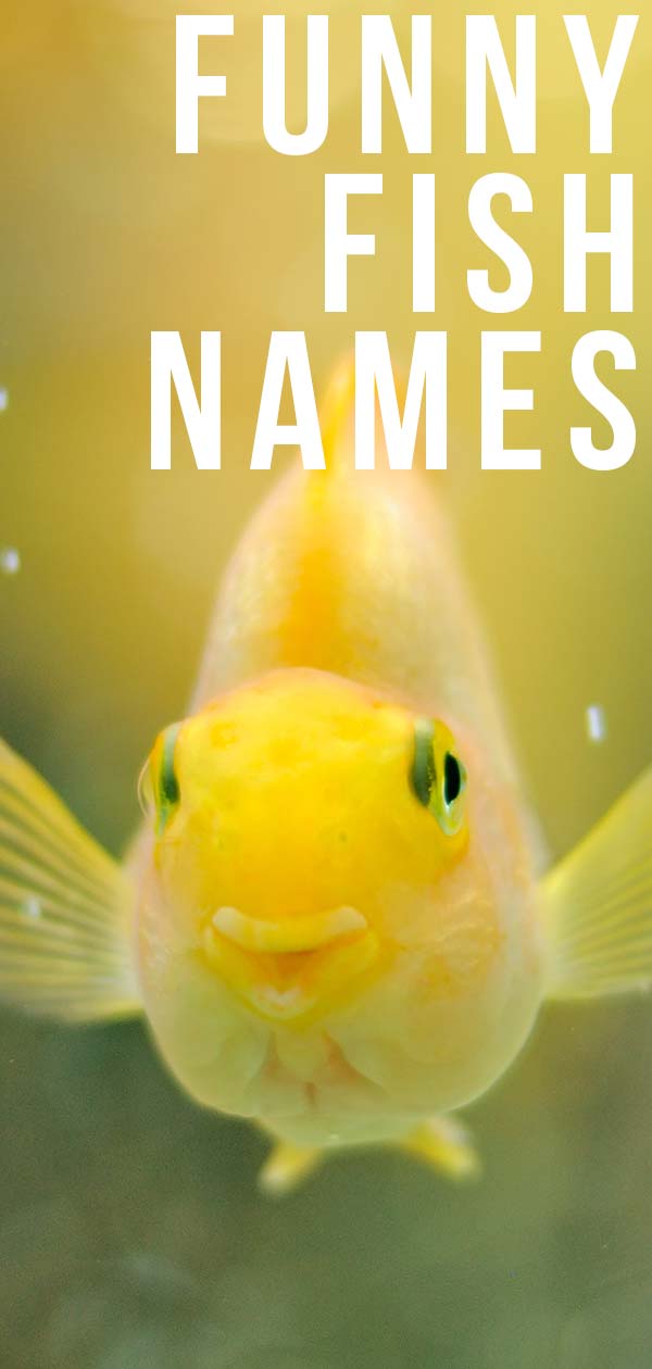 Funny Fish Names 350 Hilarious Ideas For Naming Your Fish 57 OFF