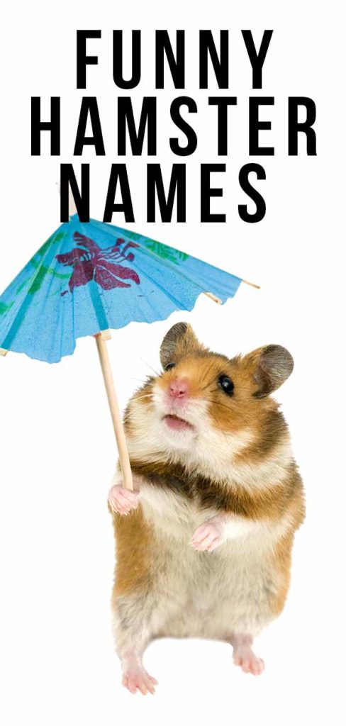 funny-hamster-names-200-hilarious-ideas-for-naming-your-pet