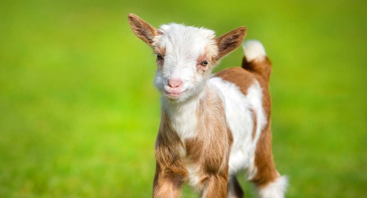 angry baby goat