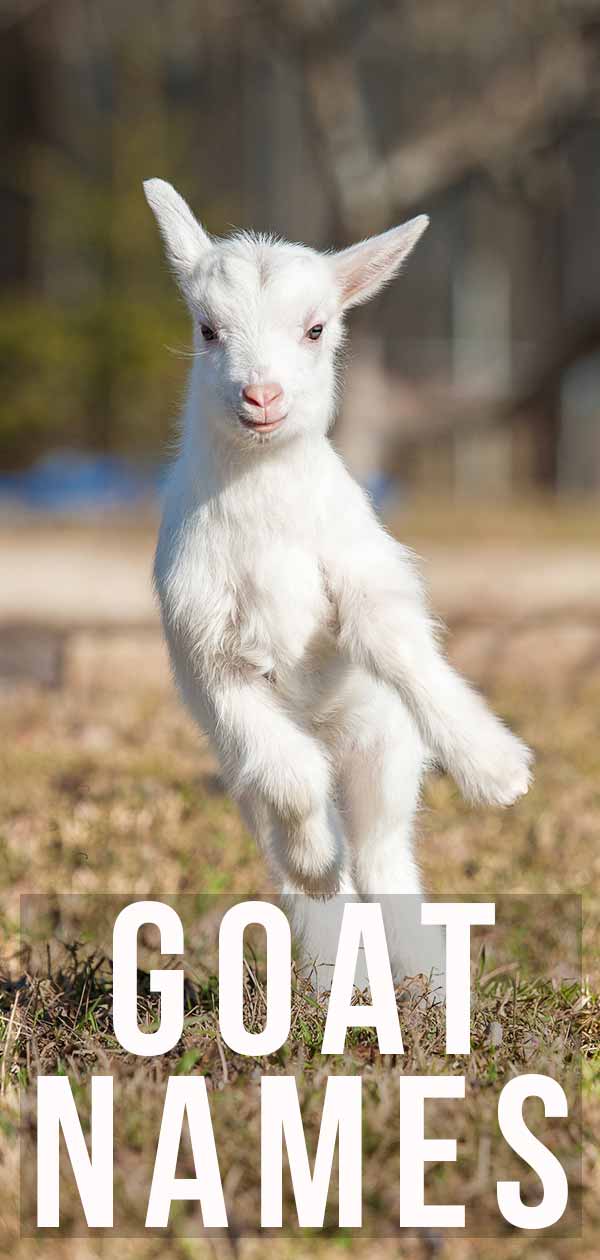 Goat Names - 370 Great Ideas For Naming Your Pet Goat