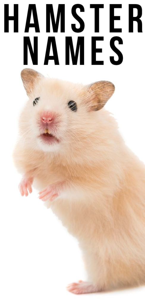 hamster-names-300-amazing-ideas-for-happy-hamsters