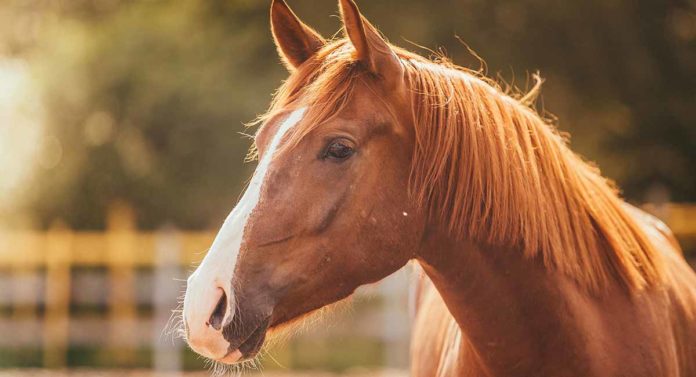 Horse names