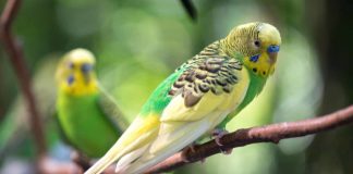 parakeet names