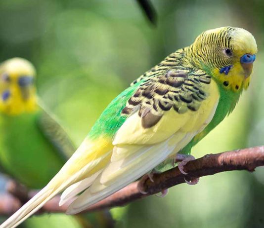 parakeet names