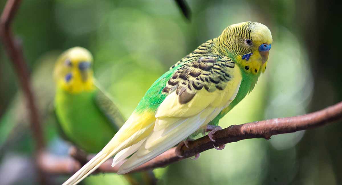 fancy green parakeet