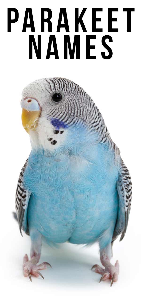 Parakeet Names 350 Ideas For Naming Your Beautiful Bird