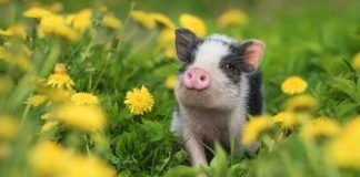 pig names